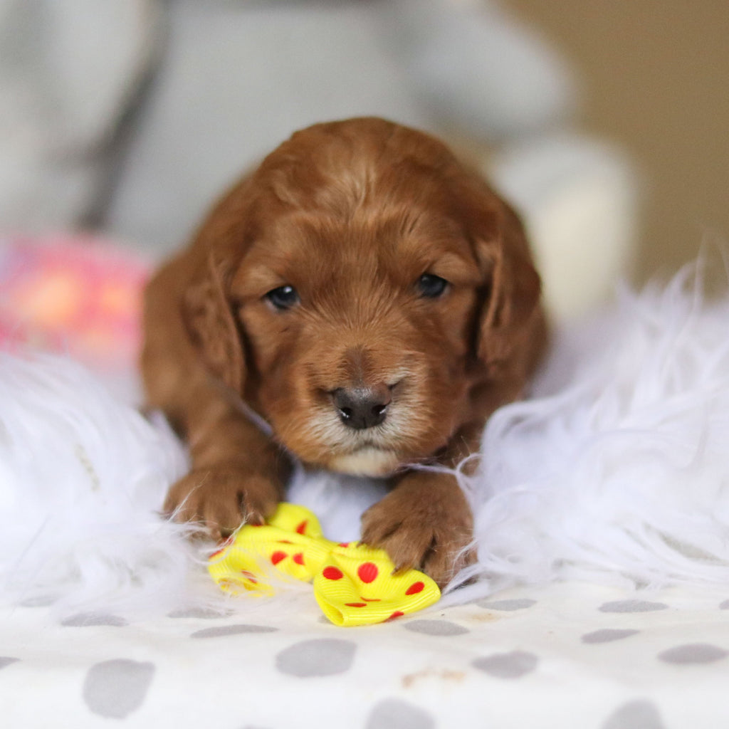 Stevie - Available 3/26