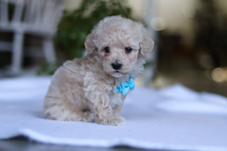 Grant - Available 3/19