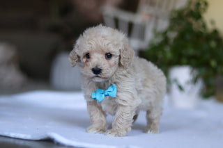 Grant - Available 3/19