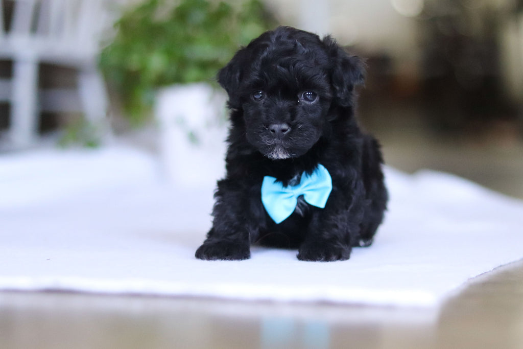 Grady - Available 3/19