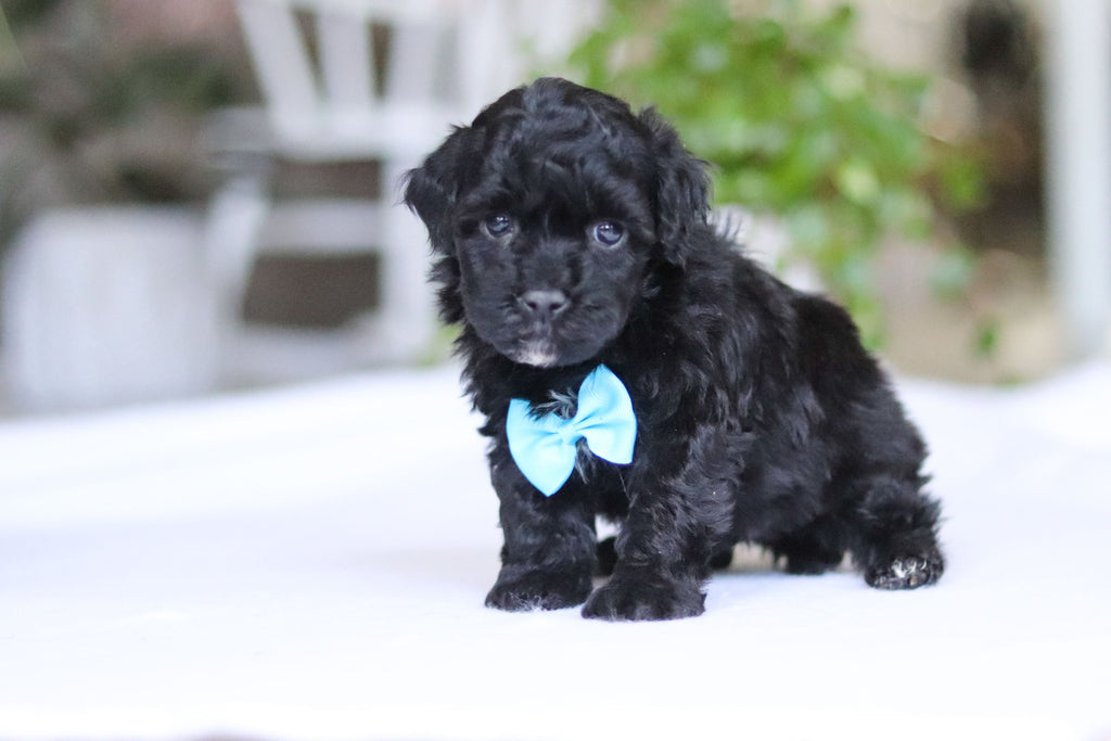 Grady - Available 3/19