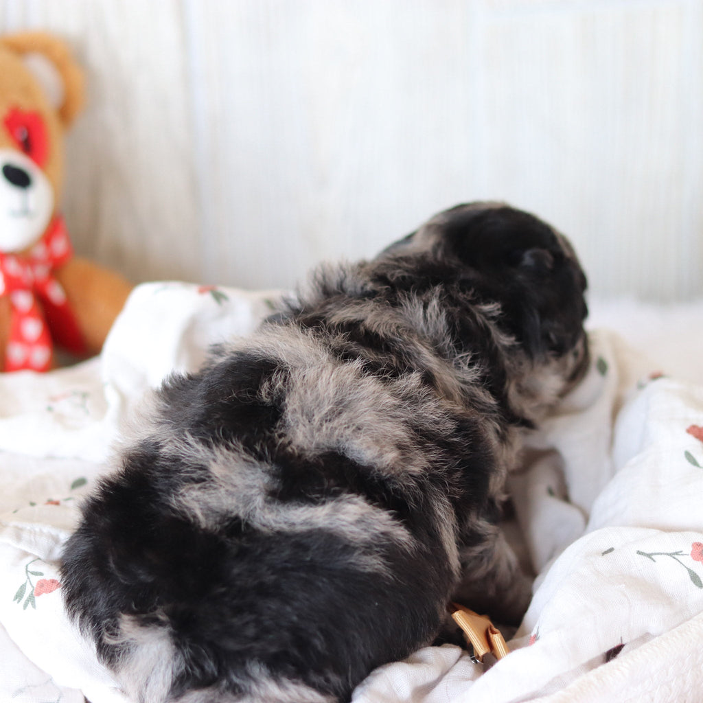Sampson - Available 6/4