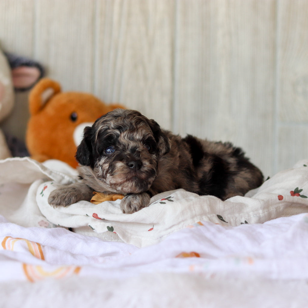 Sampson - Available 6/4