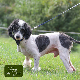 Caleb - Available 12/17