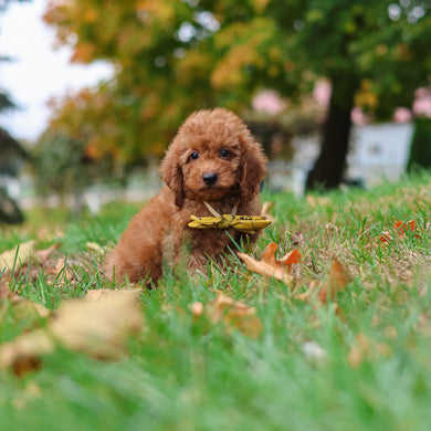 Myles - Available 10/22
