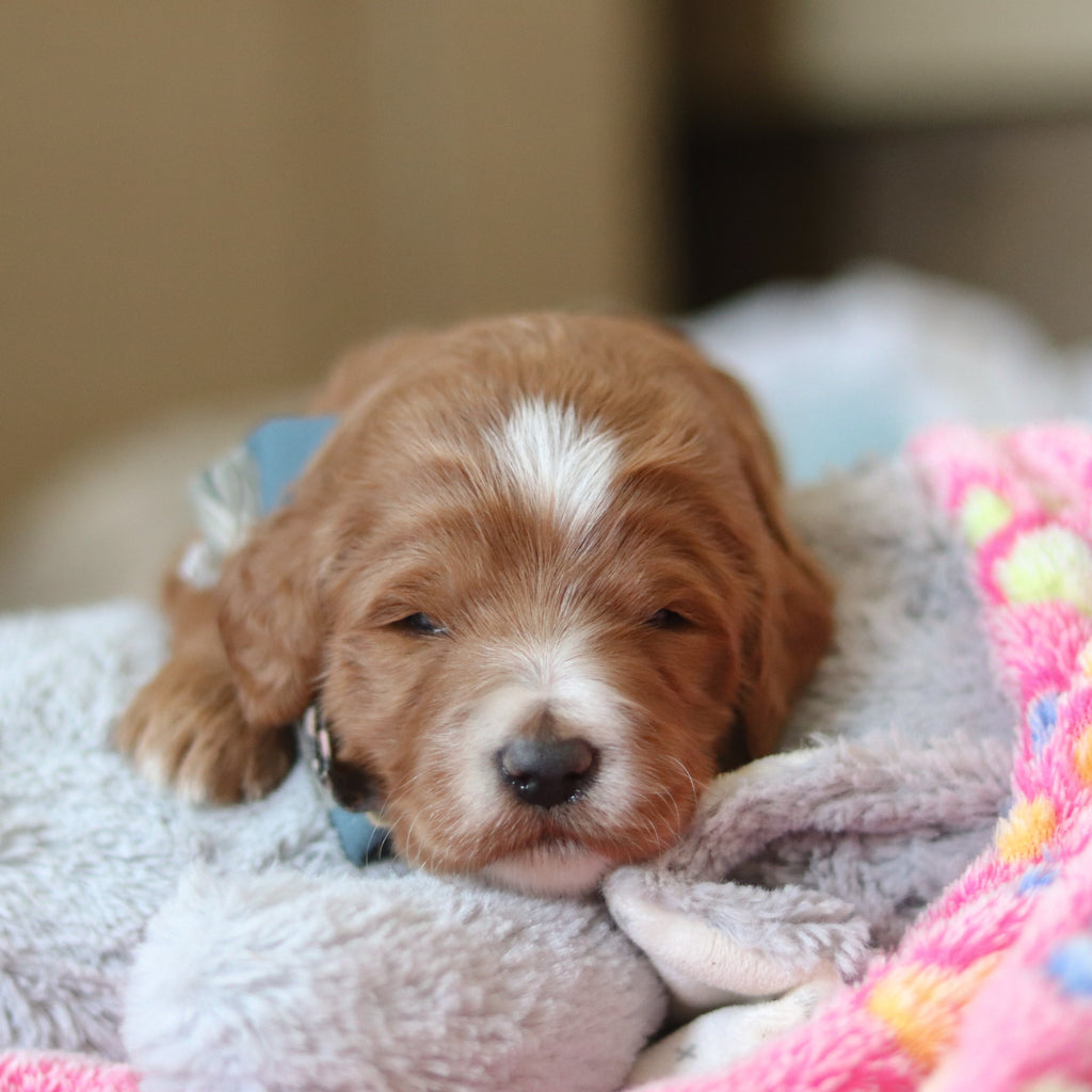 Francisco - Available 3/12