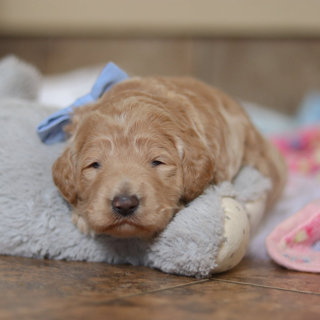 Fernando - Available 3/12