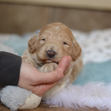 Fernando - Available 3/12