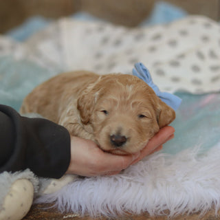 Fernando - Available 3/12