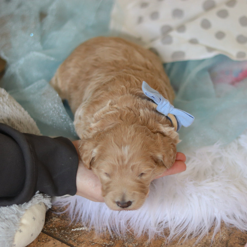 Fernando - Available 3/12