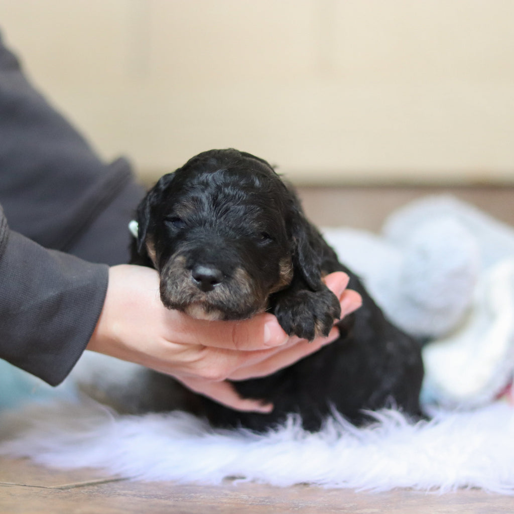 Finnegan - Available 3/12