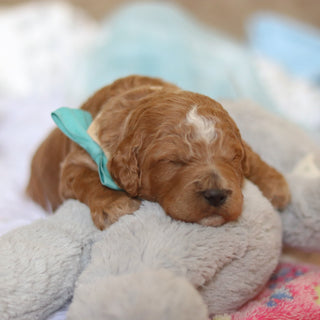 Felix - Available 3/12