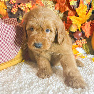 Abe - Available 11/5