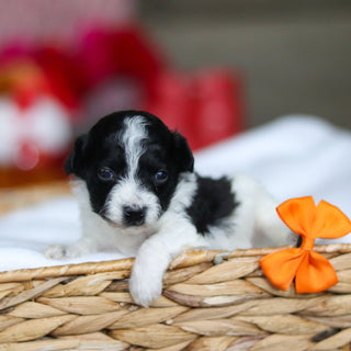 Gavin - Available 3/19