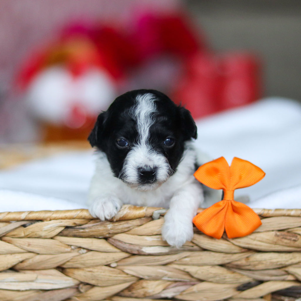 Gavin - Available 3/19