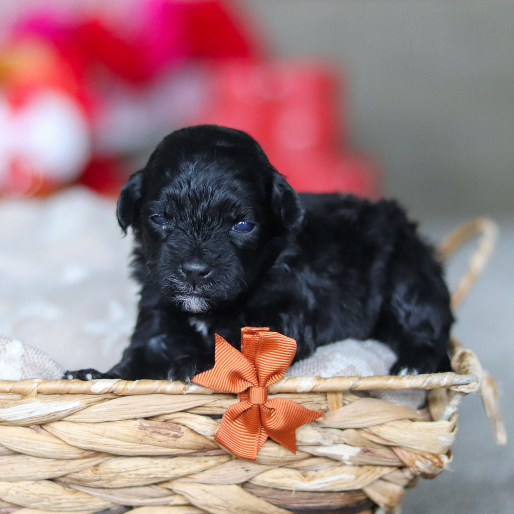 Grady - Available 3/19