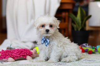 Rowan - Available Now