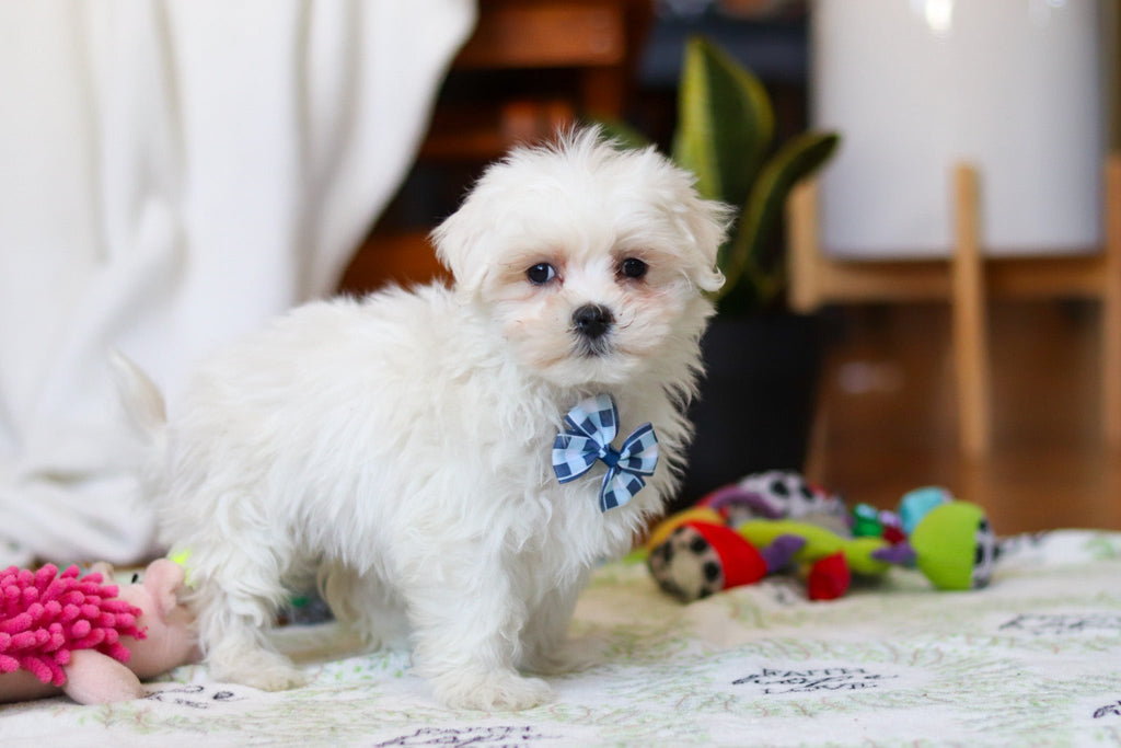 Rowan - Available Now