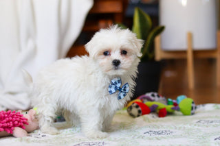 Rowan - Available Now