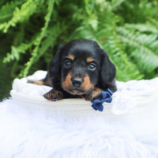 Slater - Available 8/6