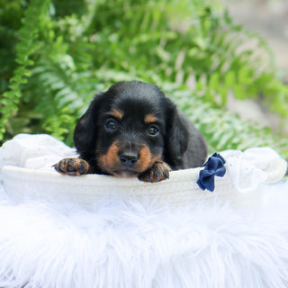 Slater - Available 8/6