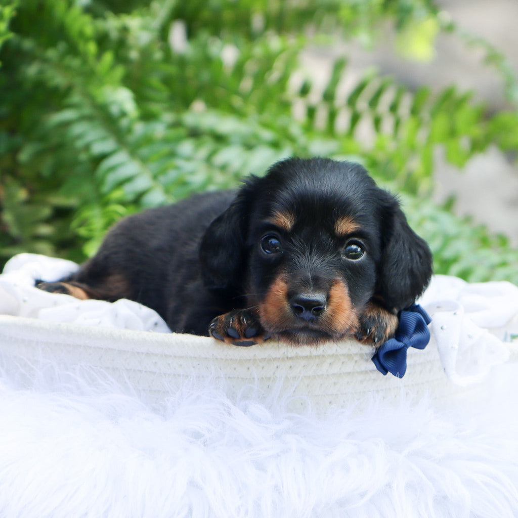 Slater - Available 8/6