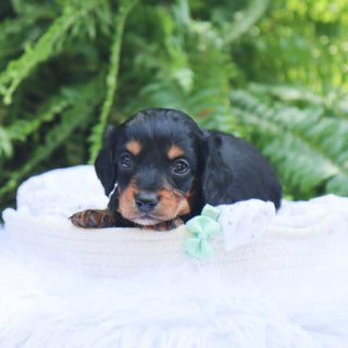 Rossy - Available 8/6