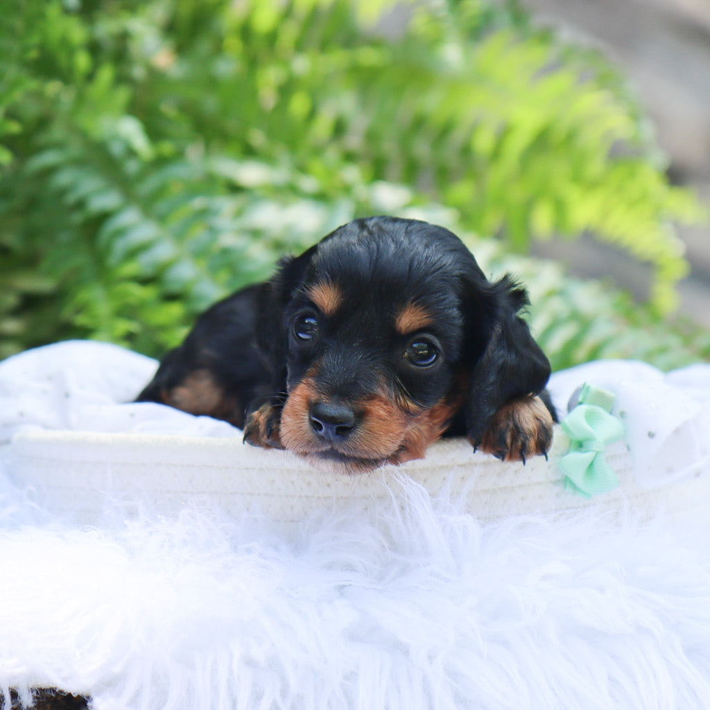 Rossy - Available 8/6