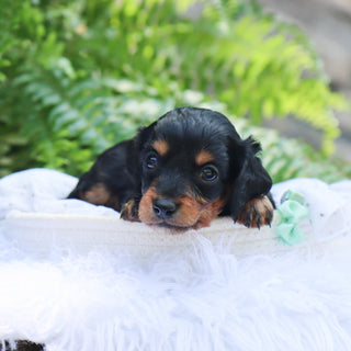 Rossy - Available 8/6