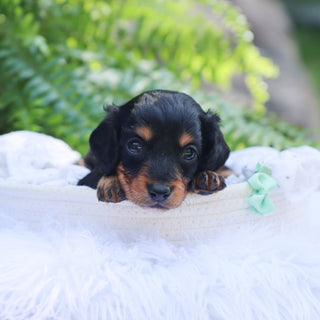 Rossy - Available 8/6