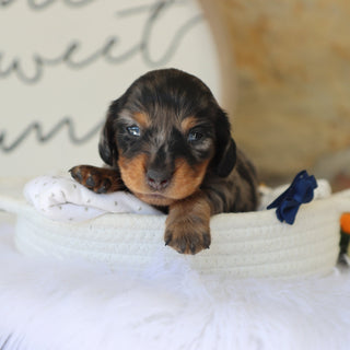 Quinn - Available 11/18