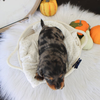 Quinn - Available 11/18