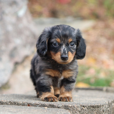 Quinn - Available 11/19