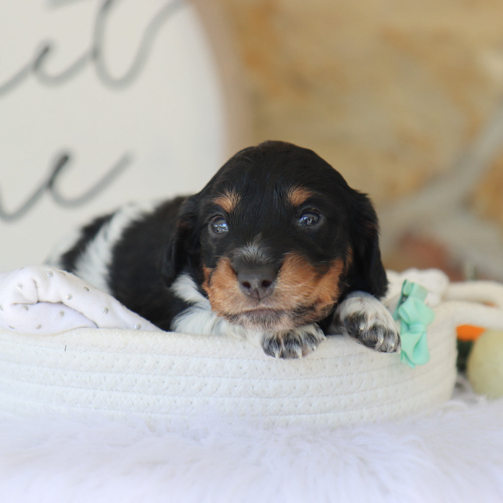 Kade - Available 11/19