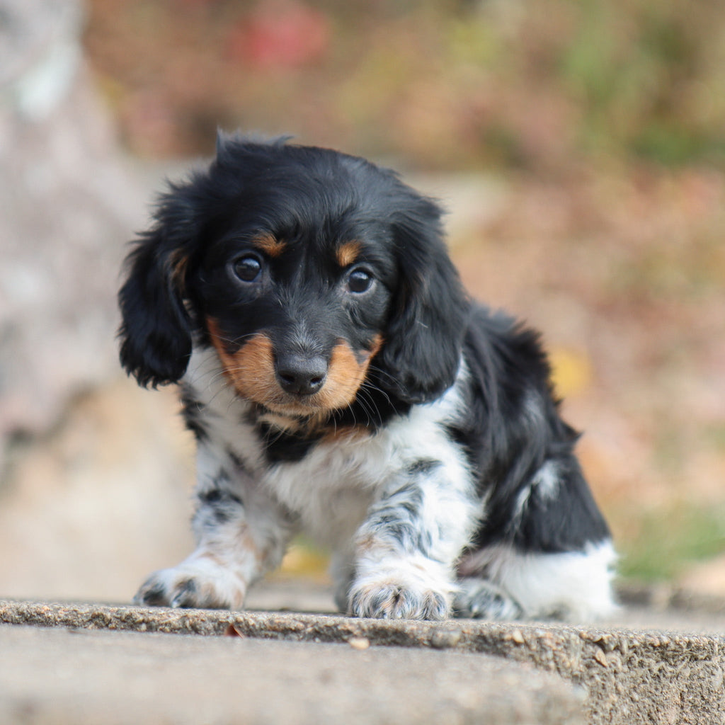 Kade - Available 11/19