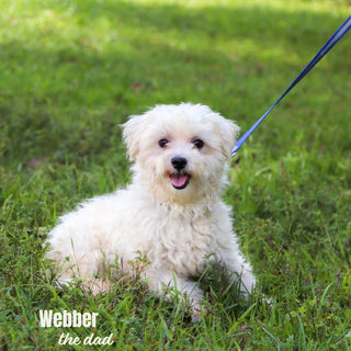 Patrick - Available 1/8