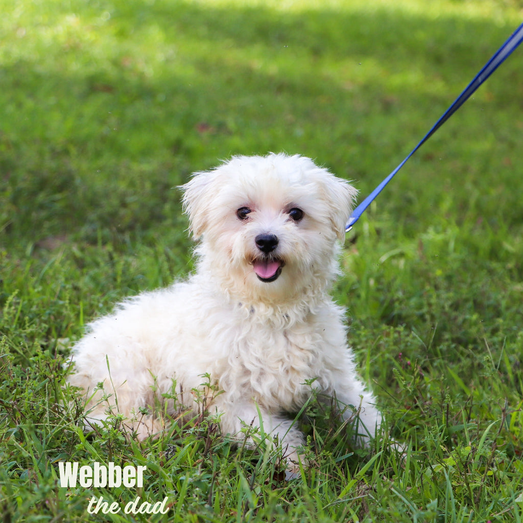 Susannah - Available Now