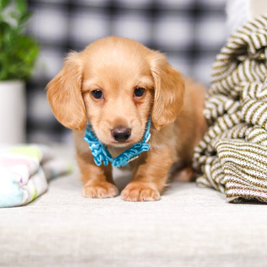 Luca - Available 3/5