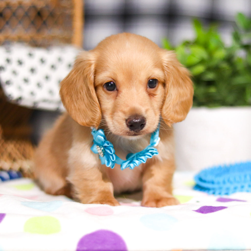 Luca - Available 3/5