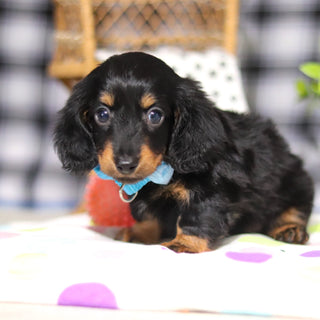 Oakley - Available 3/5