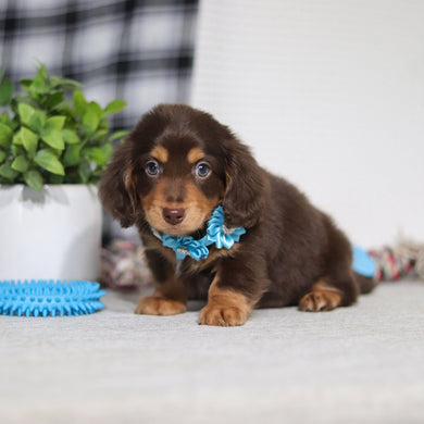Asher - Available 5/7