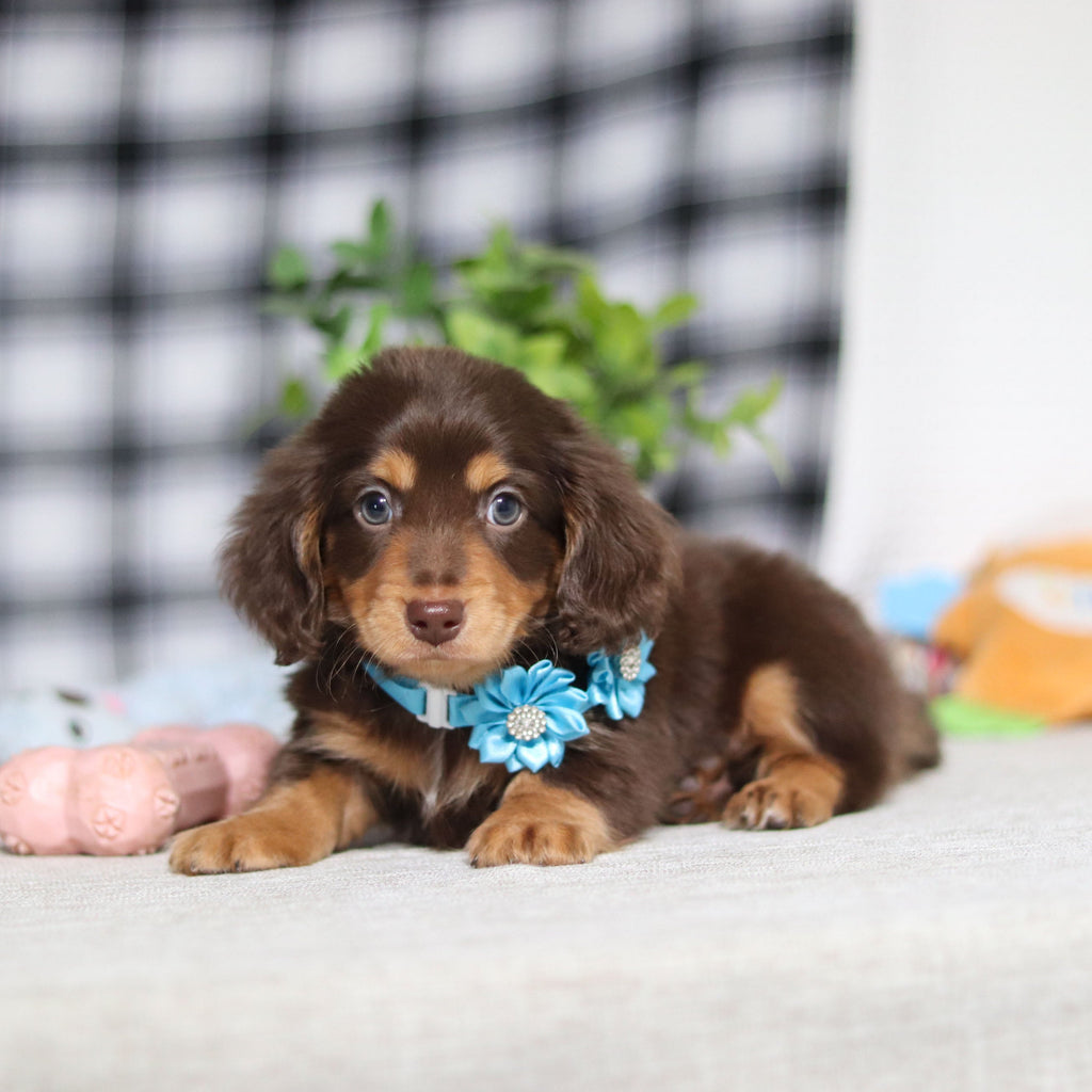Asher - Available Now