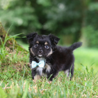 Quigley - Available 7/23