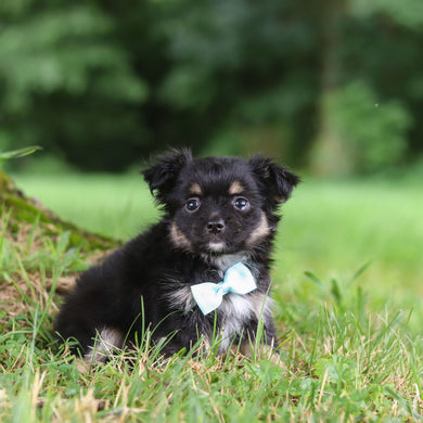 Quigley - Available 7/23