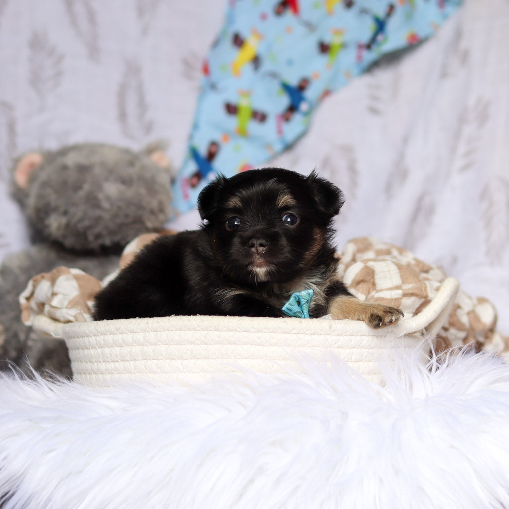 Quigley - Available 7/23