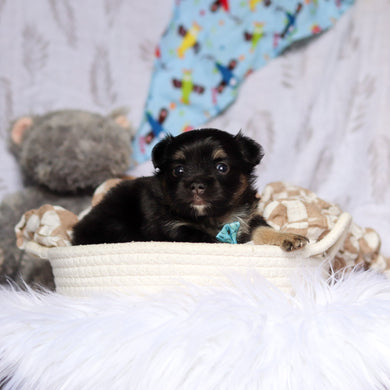 Quigley - Available 7/23