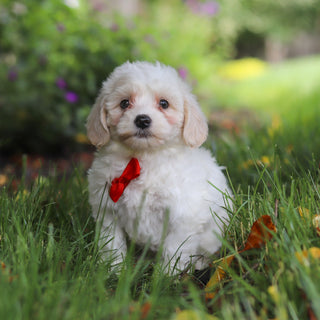 Denali - Available 6/11