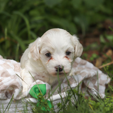 Denali - Available 6/11
