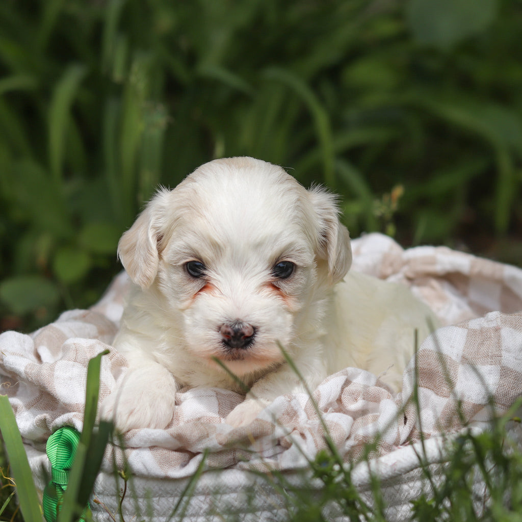 Denali - Available Now
