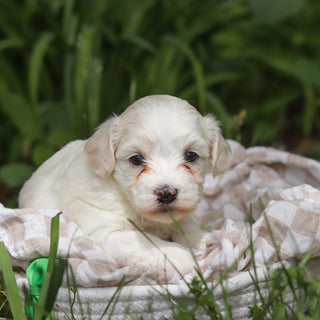 Denali - Available Now